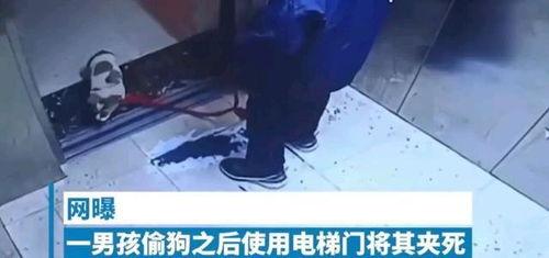 对镜爆料小男孩视频大全,揭秘小男孩视频大全的欢乐瞬间  第3张